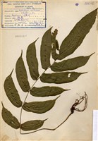 藏品(川黔腸蕨)的圖片